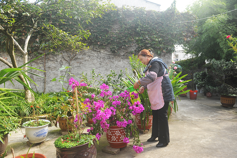 天落湾村村民管护院里的花草.jpg