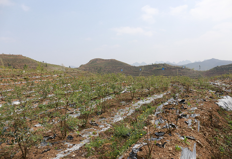 硐口村蓝莓产业种植基地.JPG