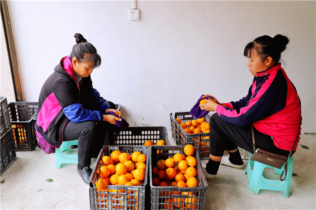 断桥镇果冻橙包装集中点里，当地农户正在将果冻橙一一进行分拣、打包、装箱。.jpg