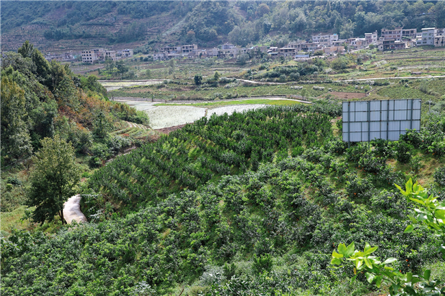 关岭断桥镇德兴村百亩精品水果种植基地.jpg