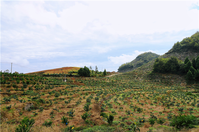 关岭断桥镇戈尧村精品水果基地.jpg