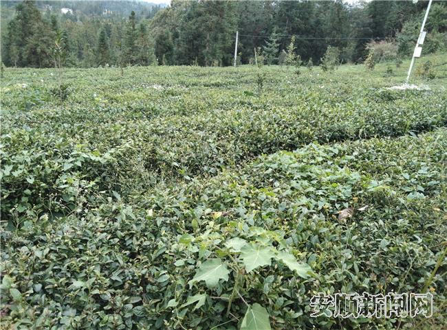 美丽茶山.jpg