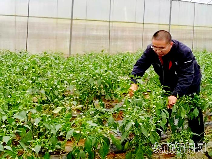 驻村第一书记何祥富到反季节辣椒种植基地查看产业.jpg