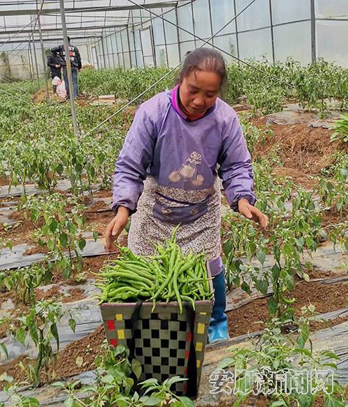 煤冲村农户程厚芬在反季节辣椒种植基地里面采收辣椒.jpg