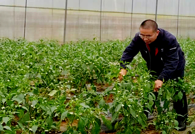 驻村第一书记何祥富到反季节辣椒种植基地查看产业.jpg