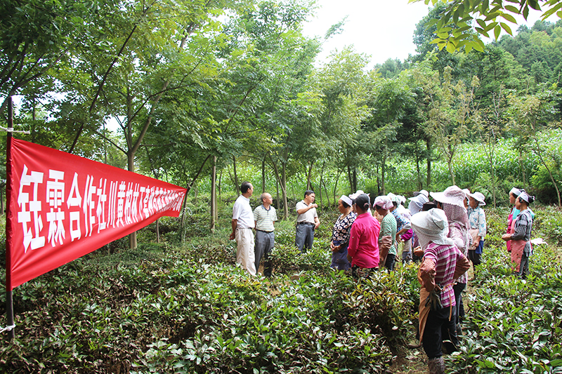 药王谷开展林下中药材种植培训.jpg