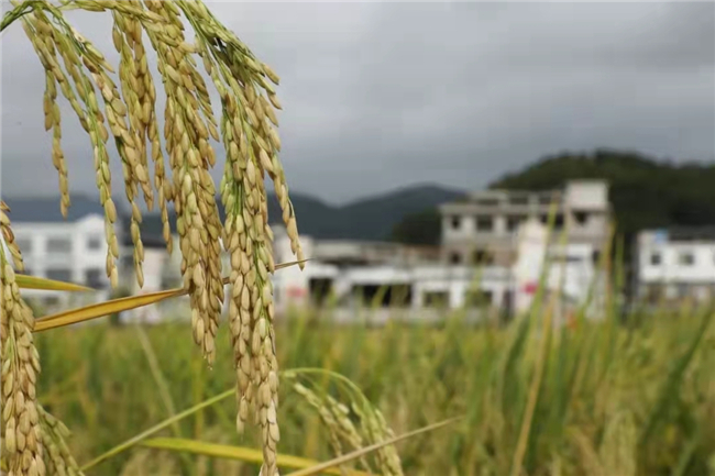 白云镇平原村.jpg