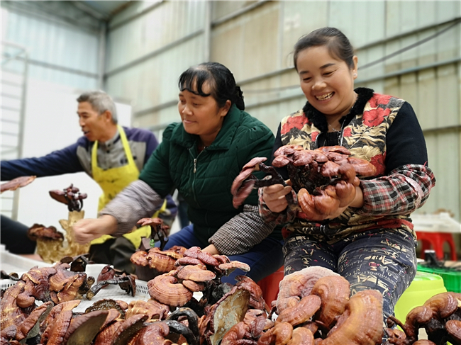 乐平镇群益种植专业合作社，工人正在对收获的灵芝及逆行分拣.jpg