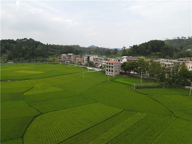 羊场乡龙海村充分利用生态环境优势打造农旅结合新农村.jpg