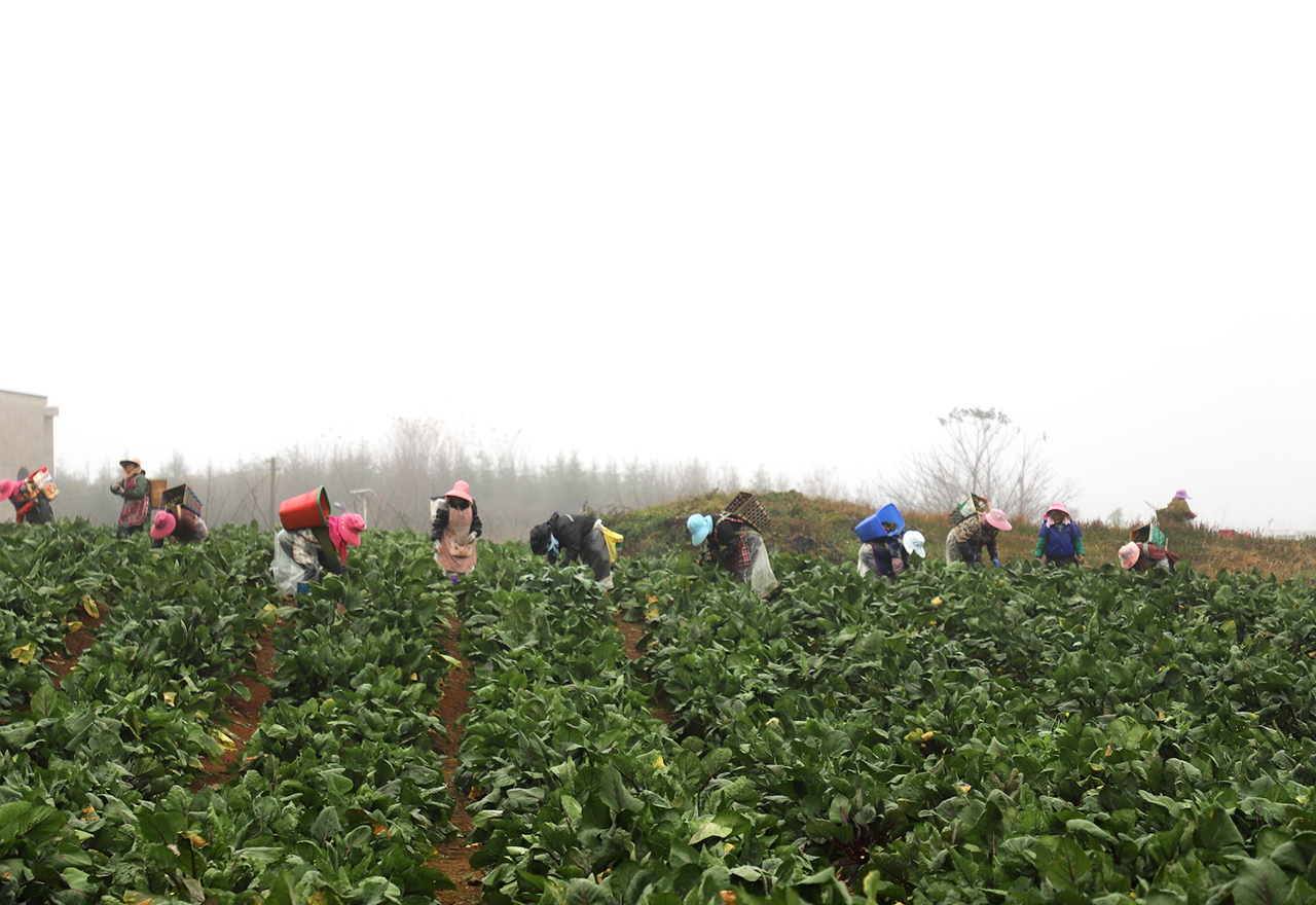 合旺村发展蔬菜种植带动周边村民家门口就业.jpg