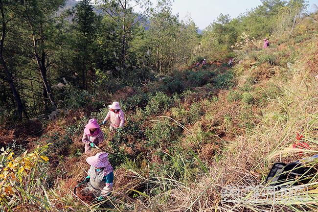 新山村村民除草管护茶苗.jpg