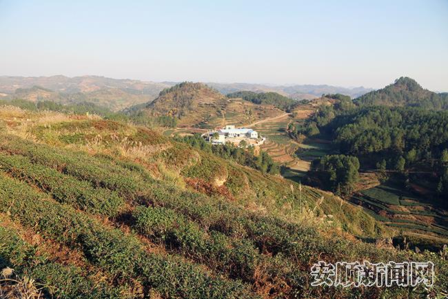 新山村管护过的茶苗.jpg