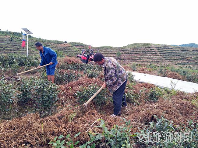 红院村村民除草管护茶苗.jpg