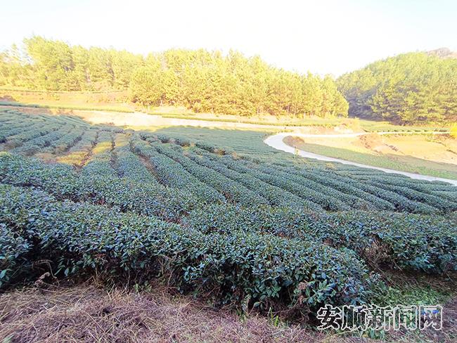 新山村茶园一角.jpg