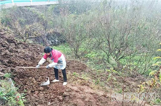 当地果农正在管护蜂糖李树.jpg
