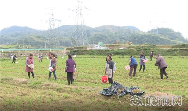 村民忙着种植蔬菜.jpg