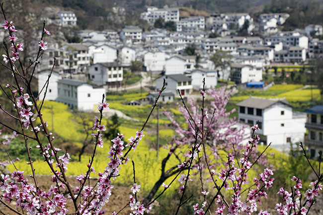 龙宫桃子村 卢维 摄.jpg