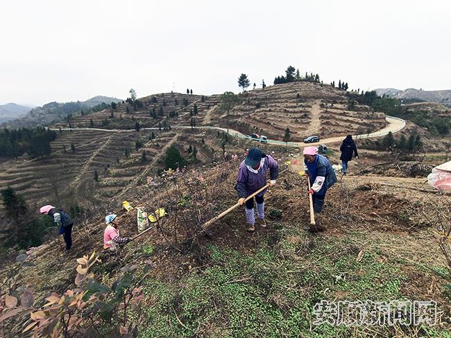 村民除草、松土管护蓝莓.jpg