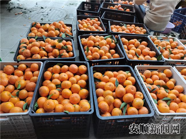分拣好的沃柑.jpg