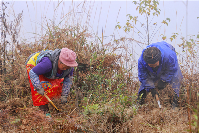 当地群众正在茶山上除草.jpg