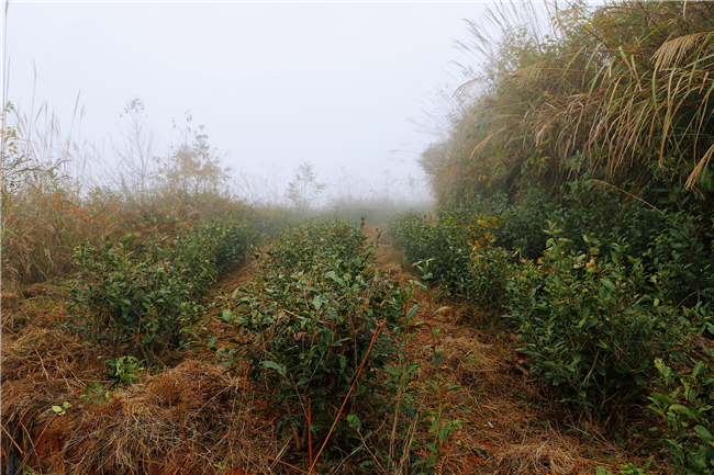 除草修枝后排列整齐的茶树.jpg