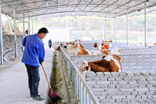 杨平正在养殖场里工作.jpg