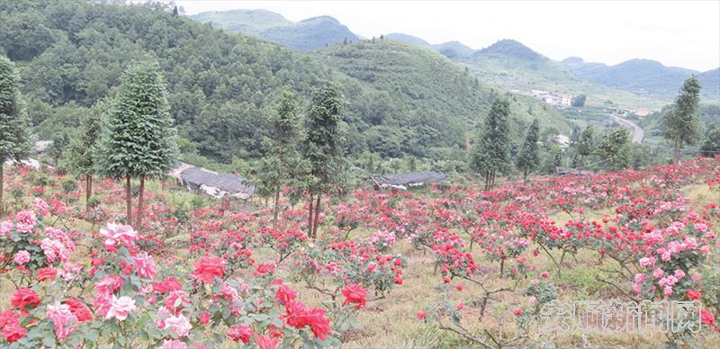 西秀区国有老落坡林场合理利用产量低下的金刺梨树嫁接月季花，美化生态环境，发展生态旅游。.png