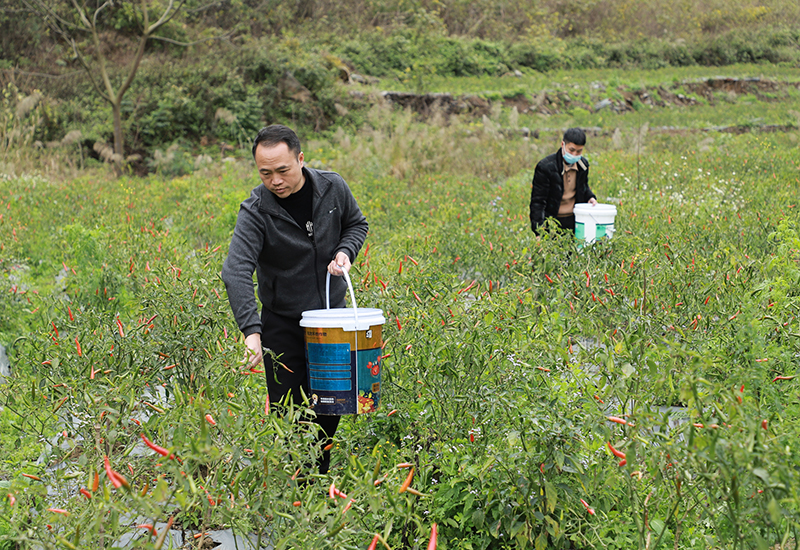 驻村第一书记罗明桥一大早带领干部群众采摘冬季辣椒.jpg