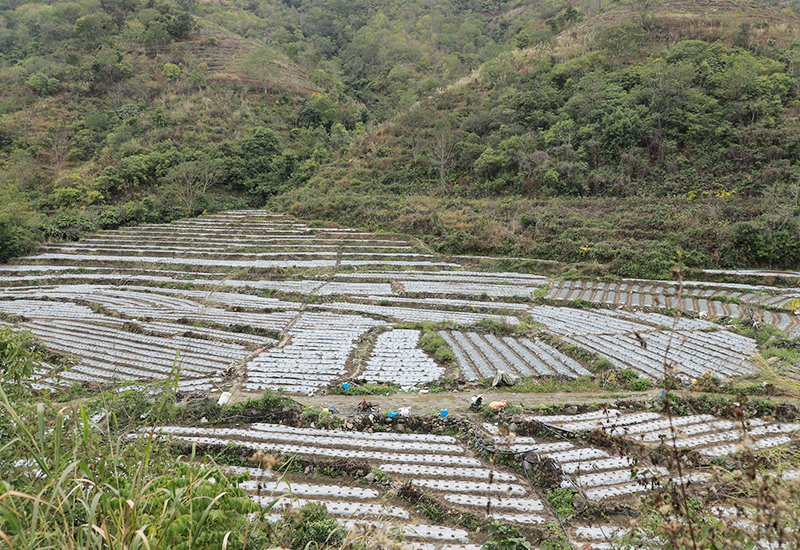 马口洞村茄子产业基地.jpg