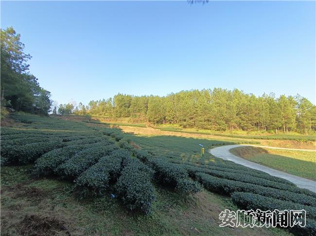 新山村规范化修建后的茶园_副本.jpg