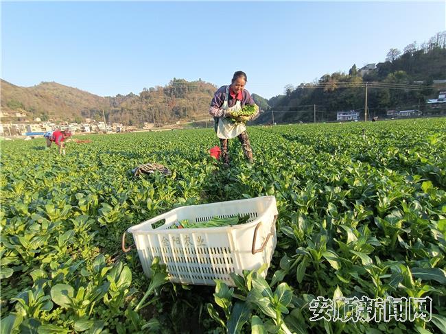 村民在红院坝区采收菜芯_副本.jpg