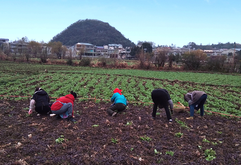 村民们正在种植油菜（吴忠贤摄）.jpg