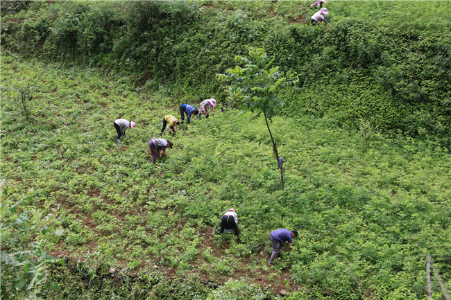 沙坎村前胡基地劳作的种植户（资料图片）.jpg