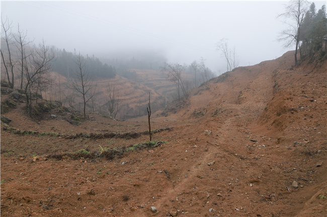 沙坎村前胡种植基地.jpg