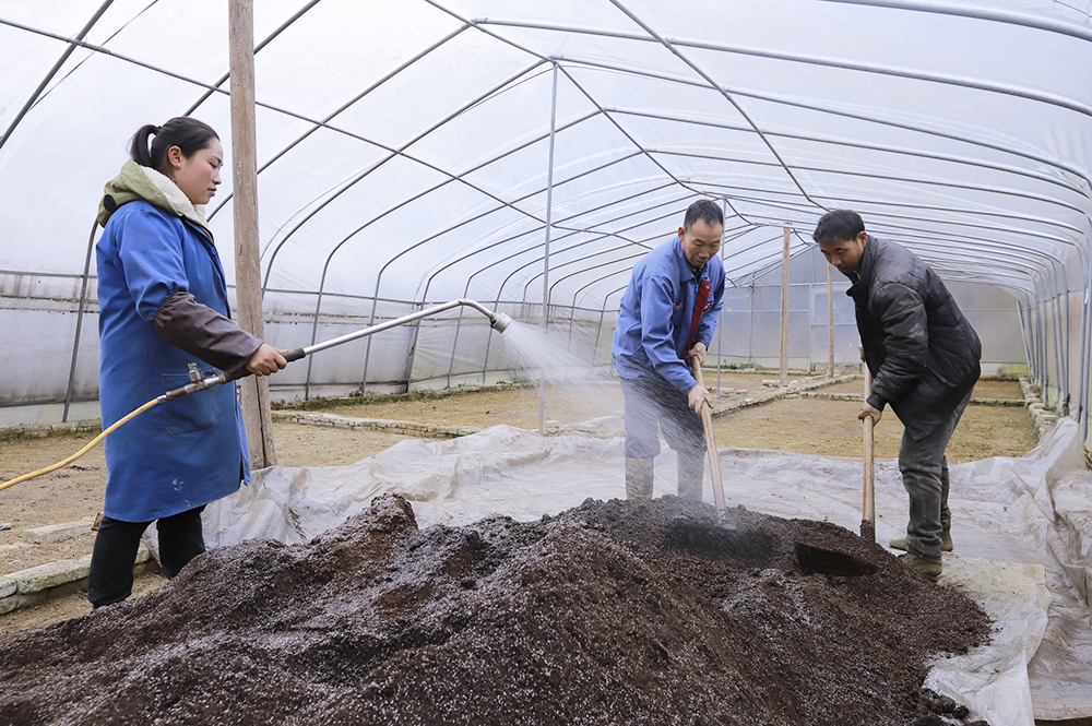 种植户给辣椒育苗基质杀菌消毒.jpg