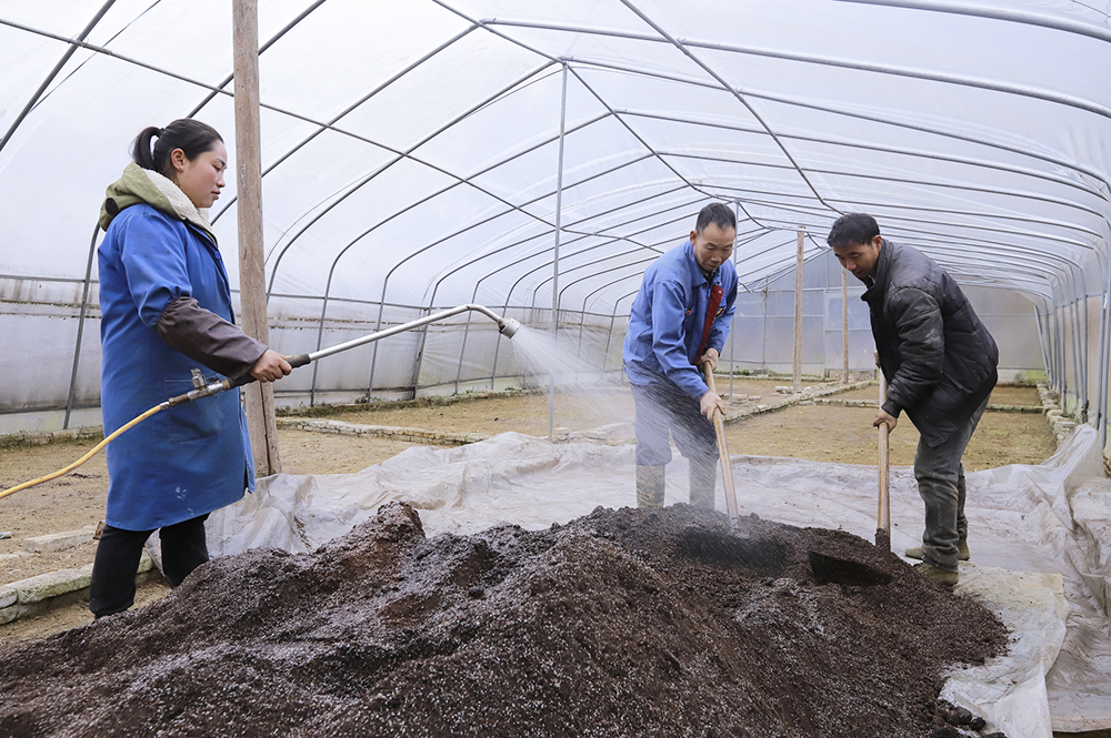 种植户给辣椒育苗基质杀菌消毒.jpg
