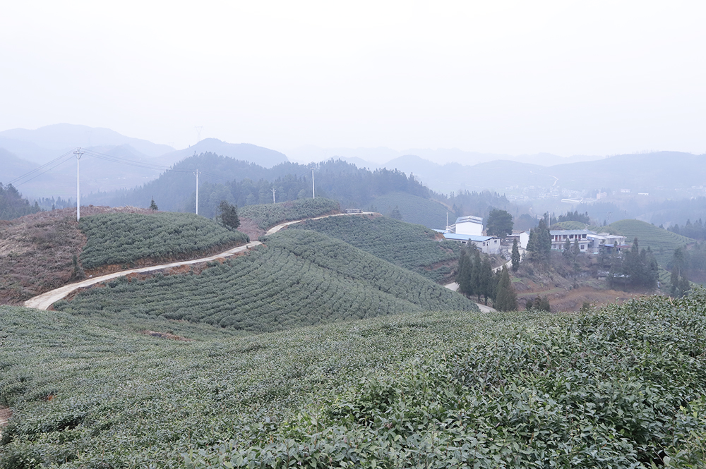 贵州岭禾农业发展有限公司茶叶种植基地.jpg