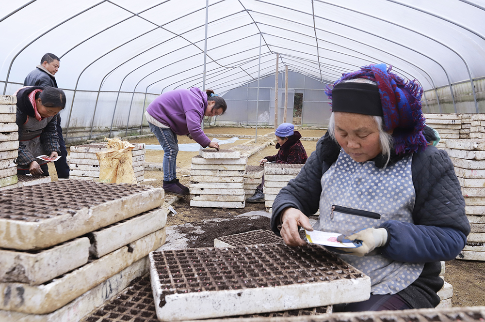 辣椒育苗吸引基地周边村民实现务工增收.jpg