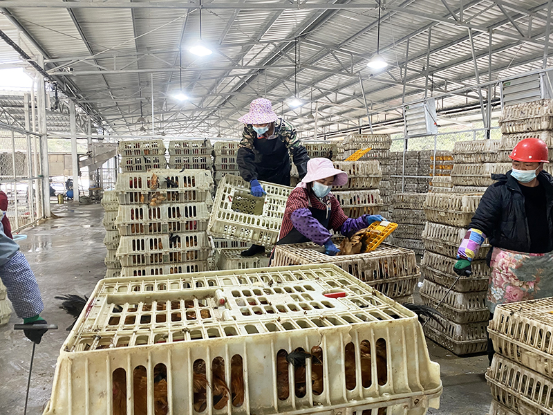 立华牧业有限公司肉鸡质检中心.jpg