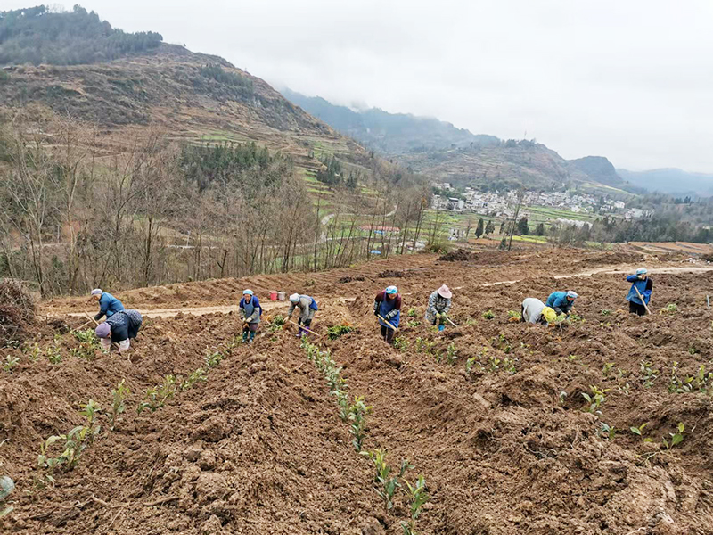 板当镇小寨关村村民栽种茶苗.jpg