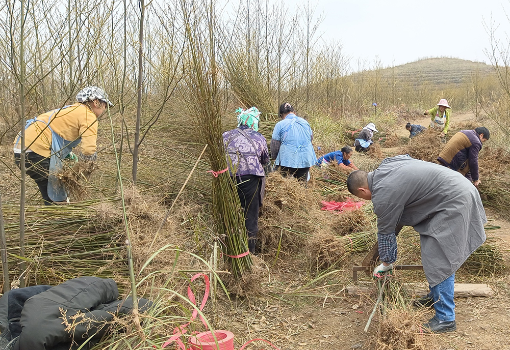 村民捆扎山苍子苗.jpg