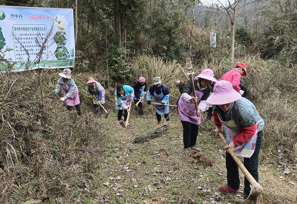 村民栽种山苍子苗.jpg