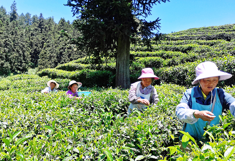 在关岭东关生态茶叶有限公司的茶园里，当地农户正在采茶.jpg