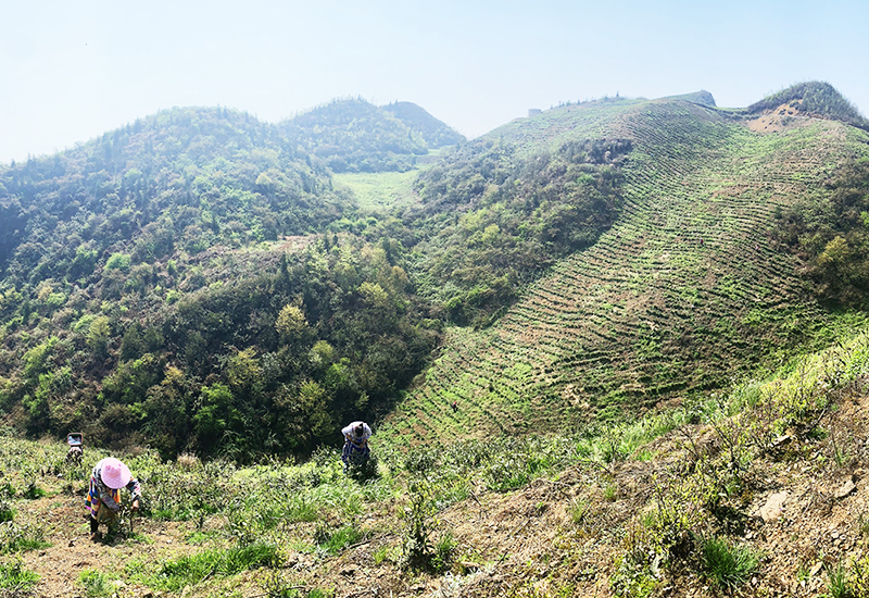 贵州馥远茶叶有限公司的茶山.jpg