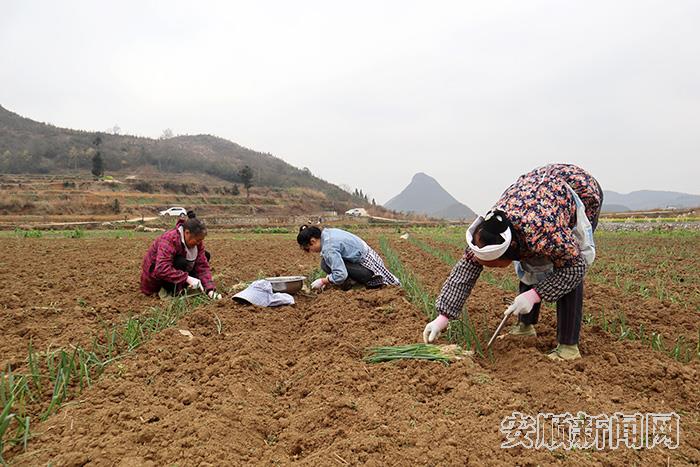 种植户严秀正在组织村民移栽大葱.jpg