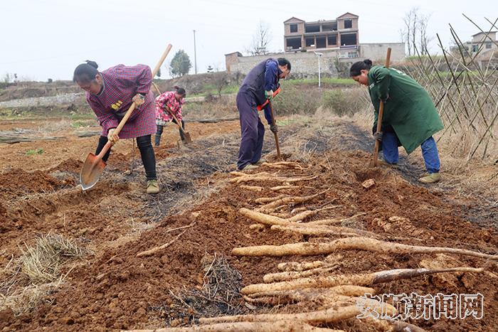 种植户杨英正在组织村民采挖山药种子。.jpg