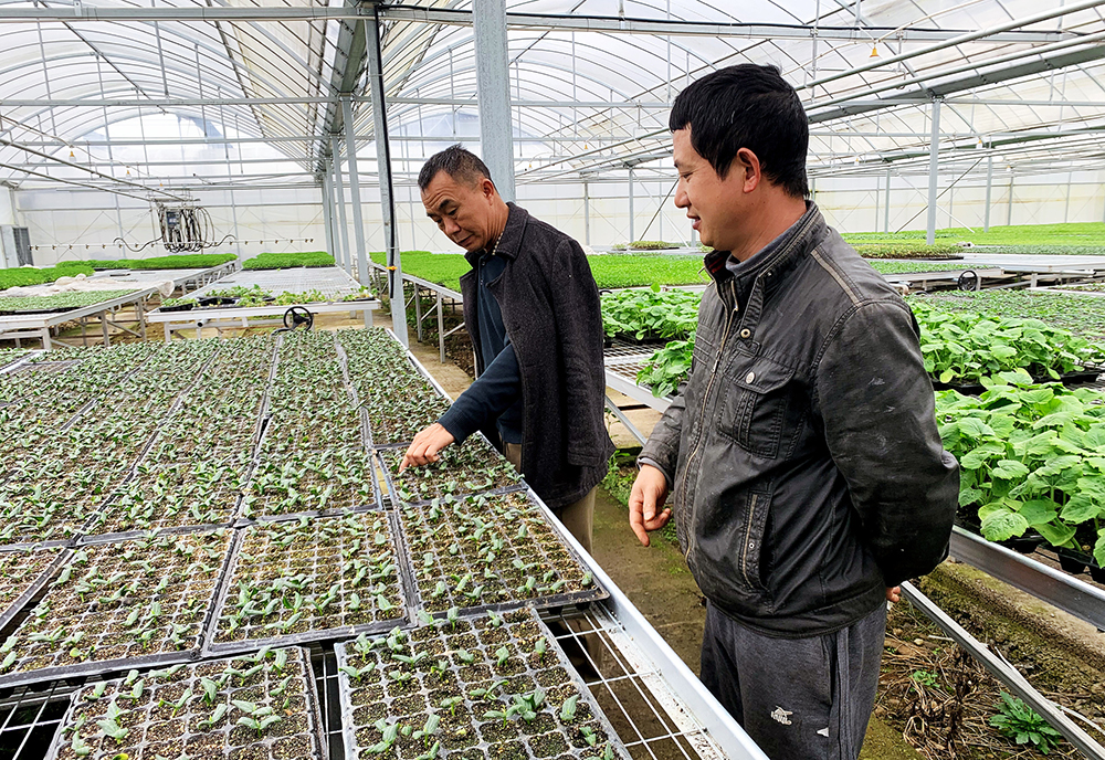 断桥育苗中心负责人吴松（左一）正在为购苗客户介绍蔬菜幼苗.jpg