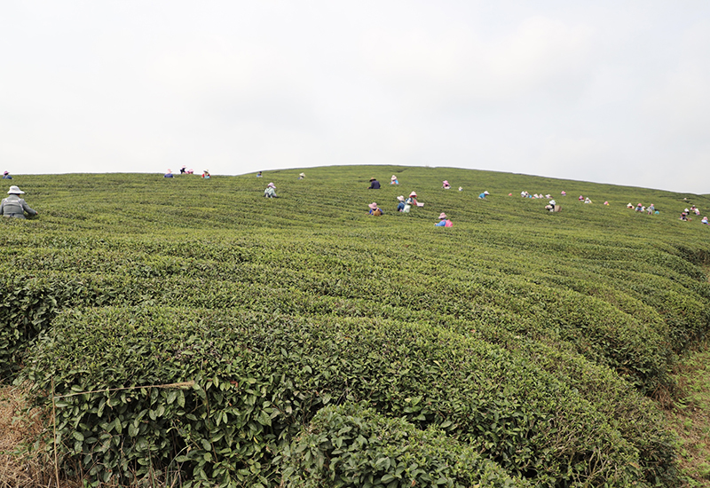 银山茶场一角.jpg