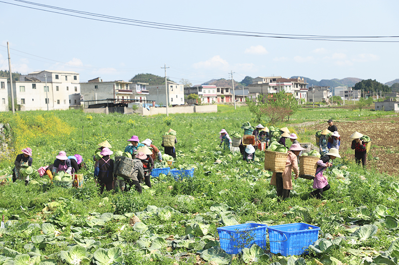 扁担山坝区蔬菜种植基地里，农户们正在采收包菜.JPG