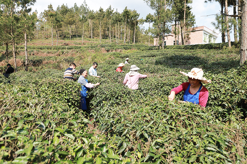 丙贡村茶农正在茶园采茶3.jpg